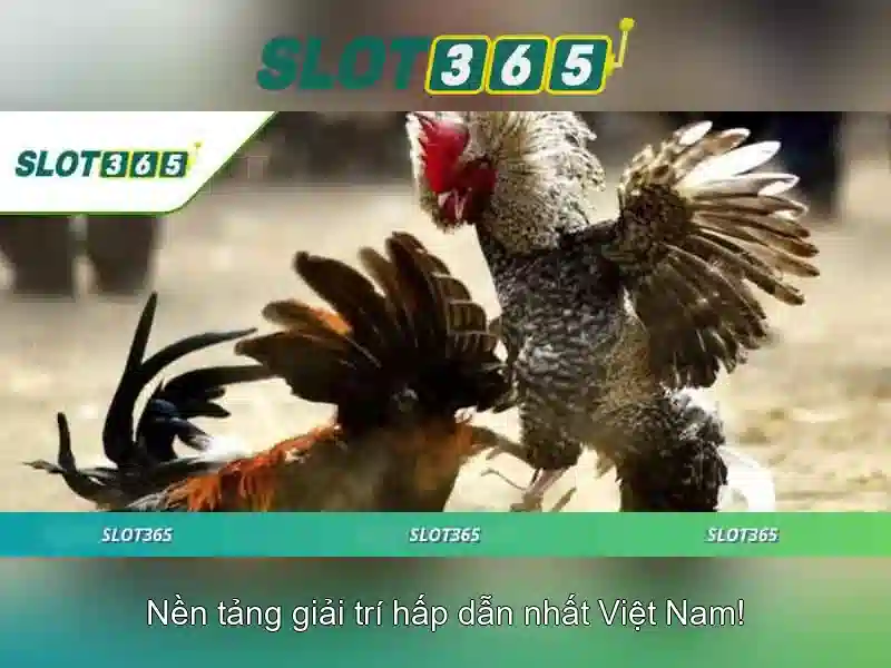 Slot365: Nền tảng chơi slot trực tuyến uy tín