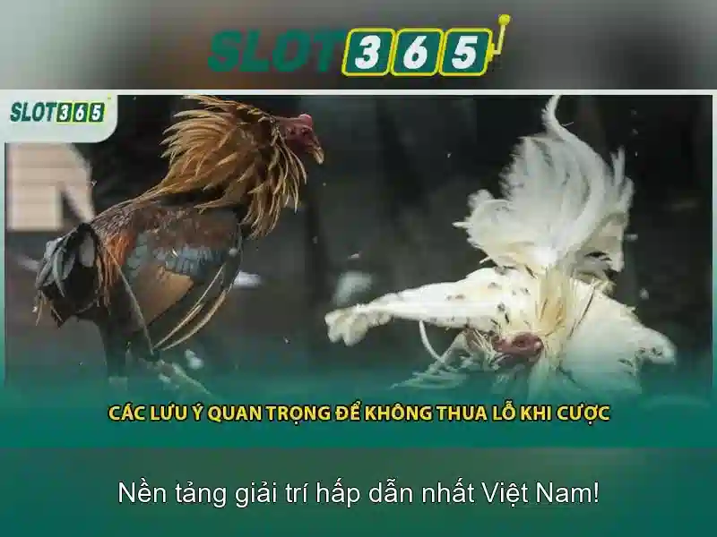 Slot365: Đánh giá tổng quan và hướng dẫn chơi