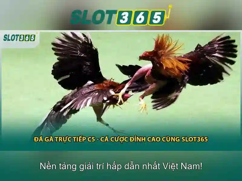 Slot365: Khám phá nền tảng giải trí xèng trực tuyến