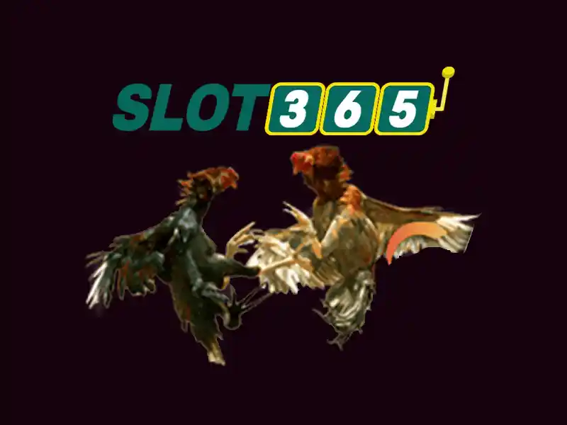 Slot365 là gì?